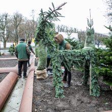 Kalėdinės nuotaikos Kaune – vis daugiau: prie savivaldybės jau puošiamas kalėdinių eglučių parkelis