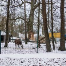 Šiurpi Zoologijos sodo mįslė: dalis jos jau įminta