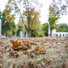 Didmaišius lapams išbandę gyventojai: pasiteisino, tai – išsigelbėjimas rudenį