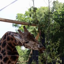 Jau aišku, kada atsidarys Zoologijos sodas: pasitiks naujais gyvūnais, apžvalgos bokštu