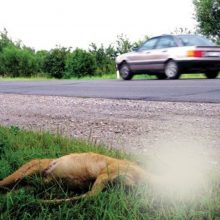 Naudinga informacija: ką daryti, jeigu pastebėjote partrenktą ar sužeistą gyvūną?