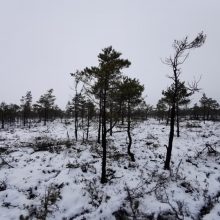 Svencelės draustinyje – gamtotvarkos darbai