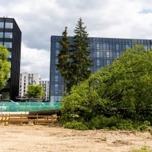 Dėl Vilniuje nukirsto ąžuolo prokuratūra pradėjo ikiteisminį tyrimą