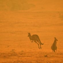 Lietuvė papasakojo apie siaubą Australijoje: širdį veria apokaliptiniai vaizdai