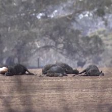 Lietuvė papasakojo apie siaubą Australijoje: širdį veria apokaliptiniai vaizdai