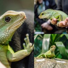 Zoologijos sode gyvenantis drakonas išpranašavo, kokie bus ateinantys 2024-ieji 