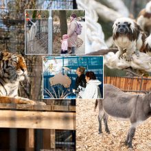 Pirmųjų Zoologijos sodo lankytojų įspūdžiai: gražu, tvarkinga, akį traukia egzotiniai gyvūnai