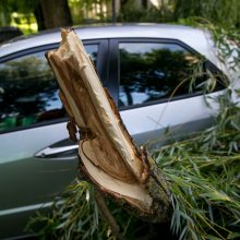 Kaune ant dviejų automobilių užvirto medis