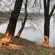 Sudomino Nemuno pakrantėje aptikti bebrų pėdsakai: gal ruošiasi daryti užtvanką?