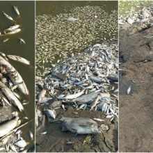 Kazlų Rūdos tvenkinyje išgaišo žuvys: aplinkosaugininkai – apie grėsmes ir žalą aplinkai