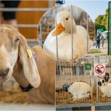 Gyvulininkystės parodoje – tūkstančiai gyvųjų eksponatų: lankymas nemokamas