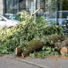 Virtęs medis pridarė daug žalos ir įsiutino gyventojus: ne pirmas kartas