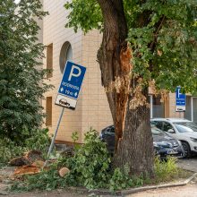 Virtęs medis pridarė daug žalos ir įsiutino gyventojus: ne pirmas kartas