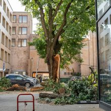 Virtęs medis pridarė daug žalos ir įsiutino gyventojus: ne pirmas kartas