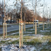 Prieš žiemą sodinami medeliai: ar ūgtelėję netrukdys saugiam eismui?