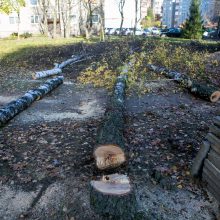 Įžūlu: Kaune medžius išpjovė be leidimų – gresia tūkstantinė bauda