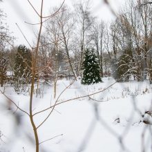 Ąžuolyno pašonėje – beveik 2 tūkst. vietų stovėjimo aikštelė