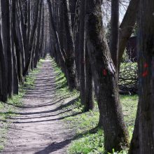 Gyventojams pagailo pjaunamų liepų: esame pasibaisėję