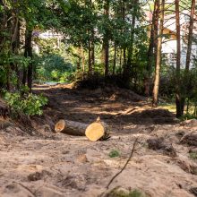 Įžūlumas Karmėlavoje: kad įvažiuotų į sklypą, iškirto parko pušis