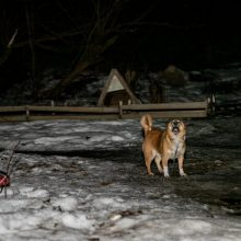 Žmogžudystė Vilijampolėje: kuo paverčia žmones besaikis girtavimas