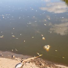 Kazlų Rūdos tvenkinyje išgaišo žuvys: aplinkosaugininkai – apie grėsmes ir žalą aplinkai