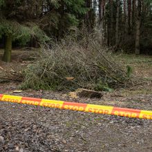 Įžūlumui ribų nėra: pasinaudoję šventėmis į Radikius grįžo nelegalūs medžių kirtėjai? 