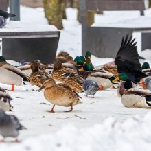 Kaunietė: gal dar yra vilties pakilti iš dugno?