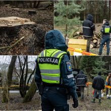 Įžūlumui ribų nėra: pasinaudoję šventėmis į Radikius grįžo nelegalūs medžių kirtėjai? 