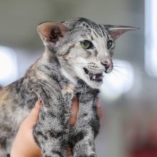 Pirmą kartą Lietuvos kačių mylėtojai ir žiūrovai pamatys šilkines kates kerinčiomis žaliomis akimis