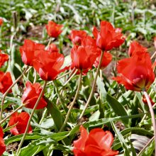Šiltą savaitę – gausiausias tulpių žydėjimas Botanikos sode 