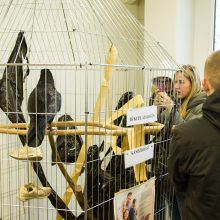 Milžiniškas susidomėjimas: gyvūnų paroda Akademijoje – sausakimša