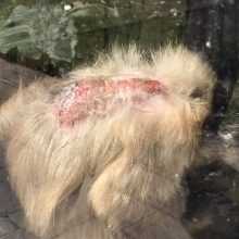 Sužalotos Klaipėdos zoologijos sodo beždžionės sukėlė gailestį