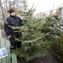 Žmonės eglučių Kalėdoms šiemet ieško anksčiau, dažniau renkasi gyvą