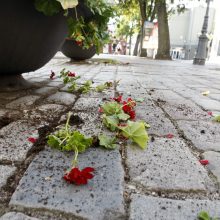 Vandalai – prieš senamiesčio gėles: šįkart užkliuvo pelargonijos