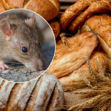 Duonoje – žiurkės gaišena