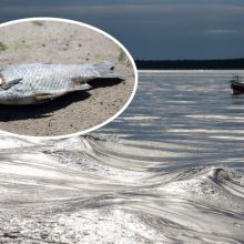 Kuršių mariose gaišta žuvys: ar reikėtų nerimauti?