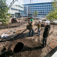 A. Šabaniausko atminimui – ypatingas Vienybės aikštės gluosnis