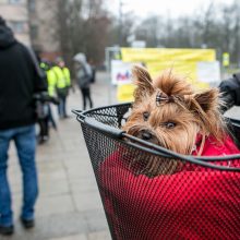 Kauno švietimo įstaigos prie streiko jungiasi vangiai