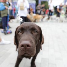 Vilniuje vyks festivalis „Gyvūnų gerovės diena“