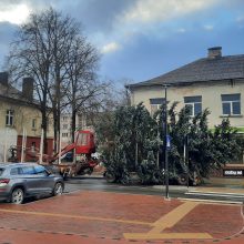 Į Kretingos Rotušės aikštę atkeliavo Kalėdų eglė