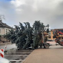 Į Kretingos Rotušės aikštę atkeliavo Kalėdų eglė