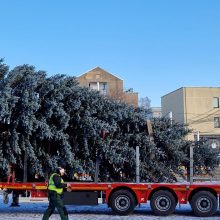 Klaipėdos Kalėdų eglė – jau Teatro aikštėje