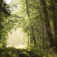 Šilutė dėl sausros įveda draudimą lankytis miškuose, skelbia ekstremalią situaciją