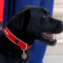 Prancūzija jau turi pirmąjį šunį