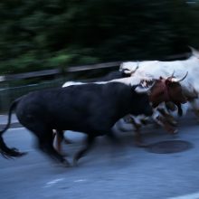 Pamplonoje per bėgimą su buliais sužeisti šeši žmonės