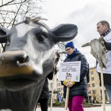 Pieno ūkininkai žada didelę protesto akciją