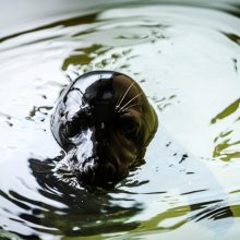 44-ąjį sezoną muziejus pradeda Baltijos jūros gyvūnų reabilitacijos centro atidarymu lankytojams