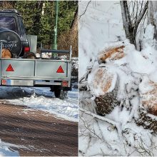 Susirūpino dėl kertamų medžių Melnragėje: kam trukdė beržai?