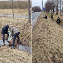 Briedžiuko bandymas perbėgti uostamiesčio gatvę baigėsi tragedija