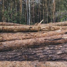 Klaipėdos prokuratūra aiškinsis situaciją dėl kirtimų Kuršių nerijos nacionaliniame parke